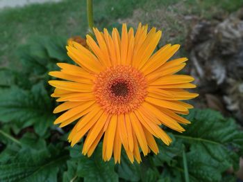 Close-up of sunflower