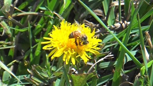 Close-up of honey bee on yellow flower