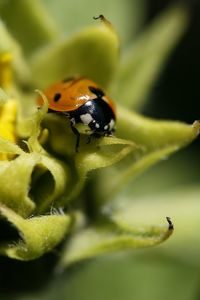 Macro shot of ladybug on plant