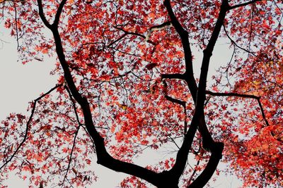 Low angle view of cherry blossom tree
