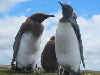 Close-up of birds against sky