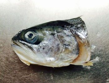 Close-up of fish