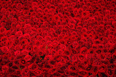 Full frame shot of red roses