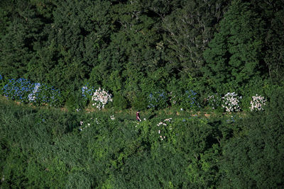 High angle view of plants growing on land