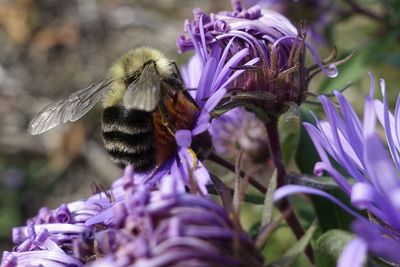 Honey bee pollinating on purple flower