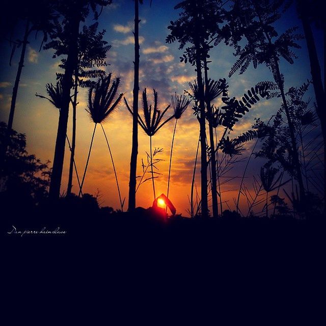 sunset, silhouette, orange color, sky, tree, tranquility, scenics, beauty in nature, dark, nature, outline, tranquil scene, sun, idyllic, low angle view, outdoors, no people, dusk, landscape, branch