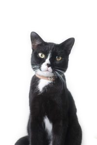 Portrait of black cat against white background