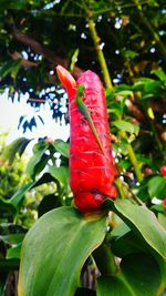 Close-up of red flower on tree