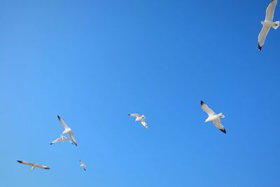 Low angle view of birds flying against clear blue sky