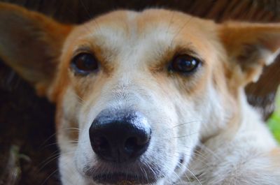 Close-up portrait of dog sticking out tongue