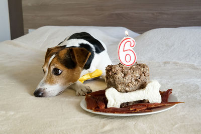 Dog by cake on bed at home