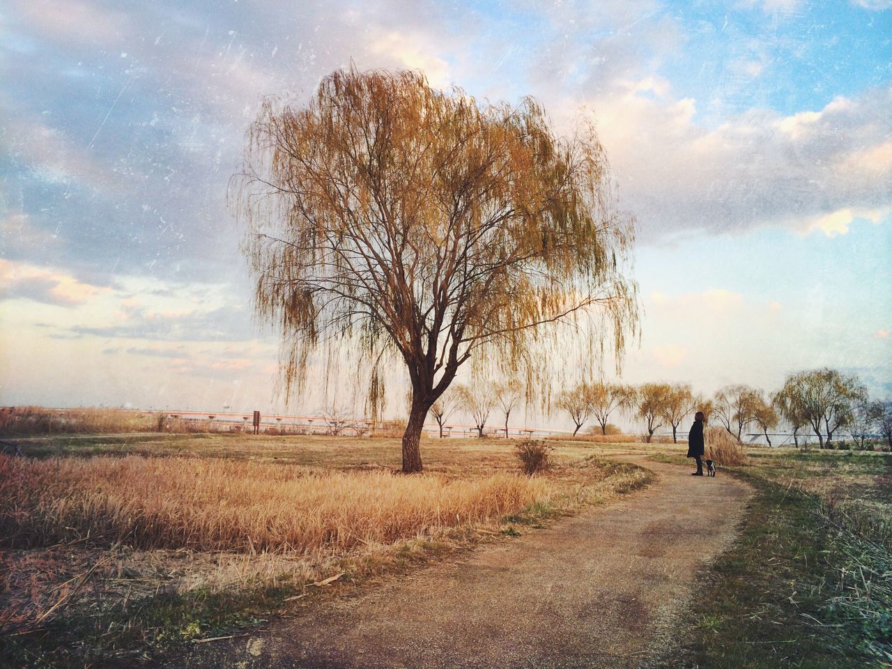 sky, tree, the way forward, cloud - sky, dirt road, tranquility, tranquil scene, landscape, road, cloud, nature, field, cloudy, scenics, beauty in nature, walking, grass, bare tree, diminishing perspective