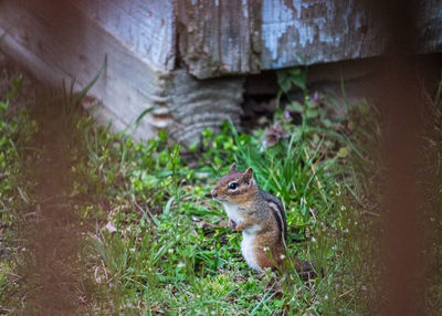 Squirrel on a field