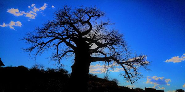 Low angle view of tree against sky at sunset