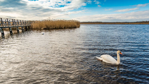 Swan swimming in lake