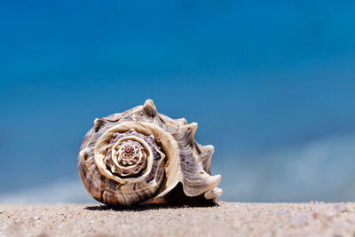 Close-up of seashell against blue sky