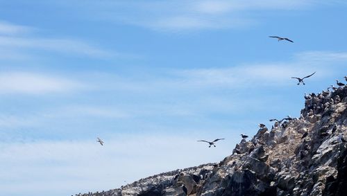 Low angle view of seagulls flying