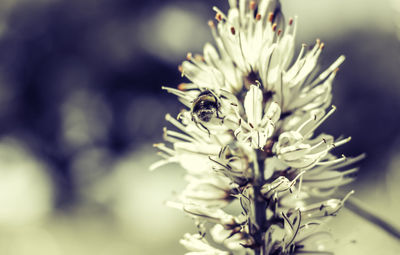 Close-up of bee on white flower