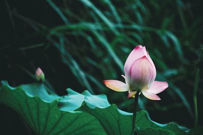 Close-up of pink water lily