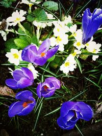 Close-up of purple flowers