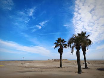 Palm trees on beach against blue sky