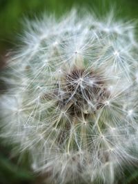 Close-up of dandelion flower