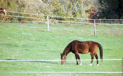 Horse grazing on field