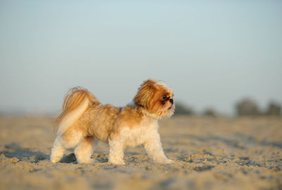 Dog against sky