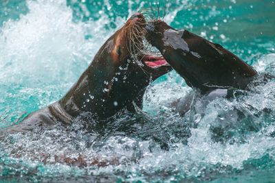 Two sea lions playing in water. photography taken in france