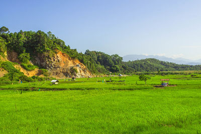 Scenic view of agricultural field against sky