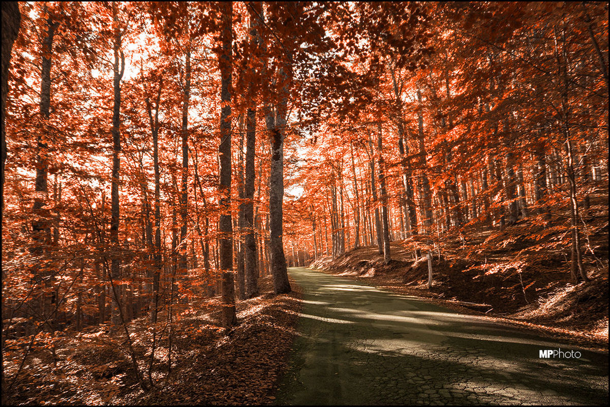 tree, the way forward, forest, road, transportation, tranquility, diminishing perspective, tree trunk, nature, tranquil scene, autumn, growth, vanishing point, woodland, beauty in nature, scenics, street, empty road, no people, outdoors