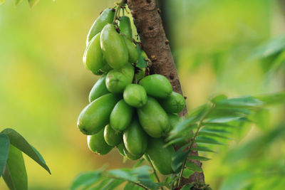 Close-up of fruits growing on tree