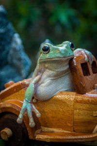 Cute pose of a green tree frog on the small wooden car