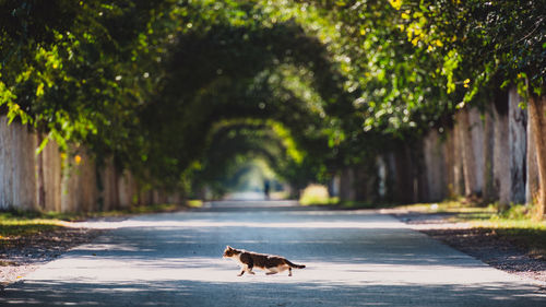 Cat on the road