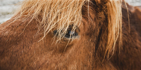 Close-up of a horse