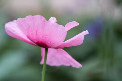 Close-up of raindrops on pink flower