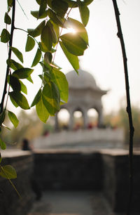 Close-up of plants against blurred background