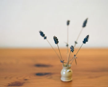 Close-up of flowering plant in vase on table