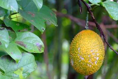 Gac fruit is a thai fruit that has medicinal properties.