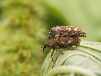 Close-up of insect on leaf