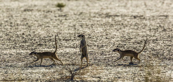 Side view of two animals on ground