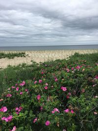 Pink flowering plants on field by sea against sky