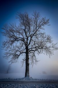 Bare tree by sea against clear sky during winter