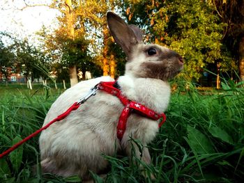 Close-up of a rabbit on field