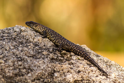 Close-up of lizard on rock