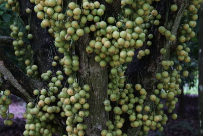 Close-up of grapes in vineyard