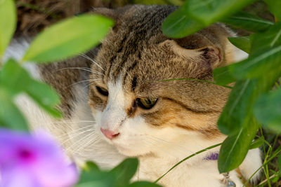 Close-up of a cat looking away