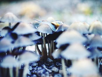 Close-up of mushroom