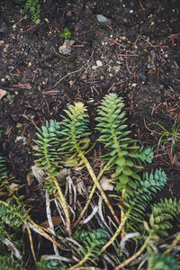 High angle view of plants