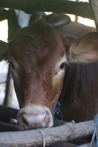 Close-up of a cow